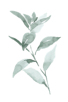 Vertikaler Salbeizweig